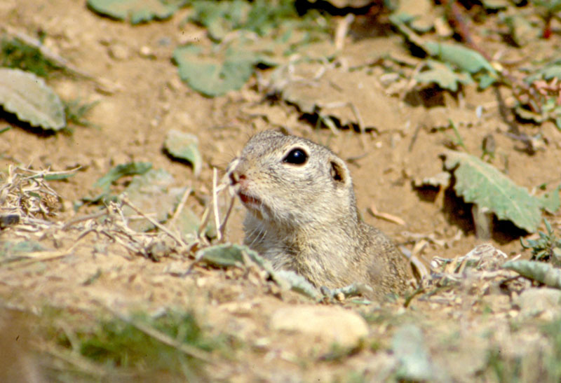 Citello comune (Spermophilus citellus)